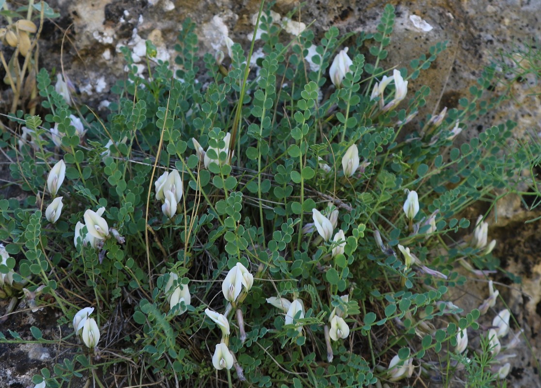 Изображение особи Astragalus montis-aquilis.