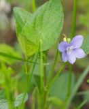 Viola ruppii