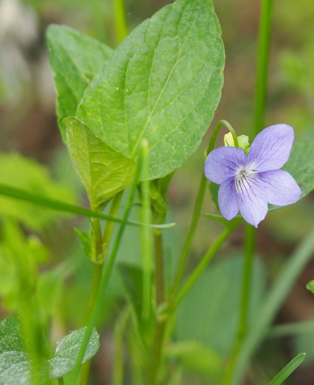 Изображение особи Viola ruppii.