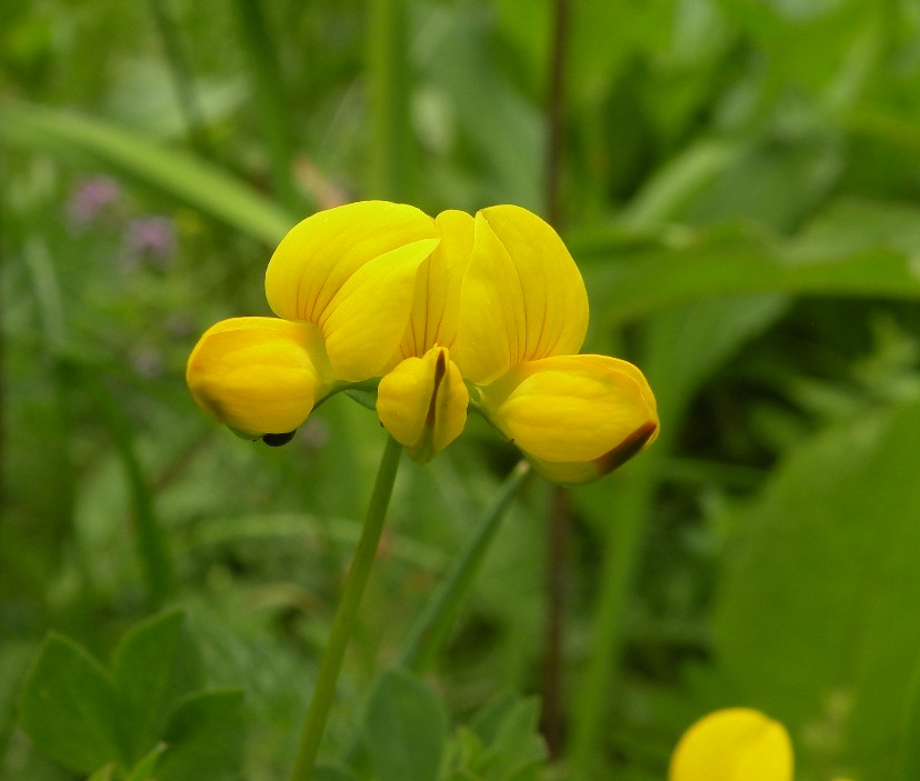 Image of Lotus alpicola specimen.