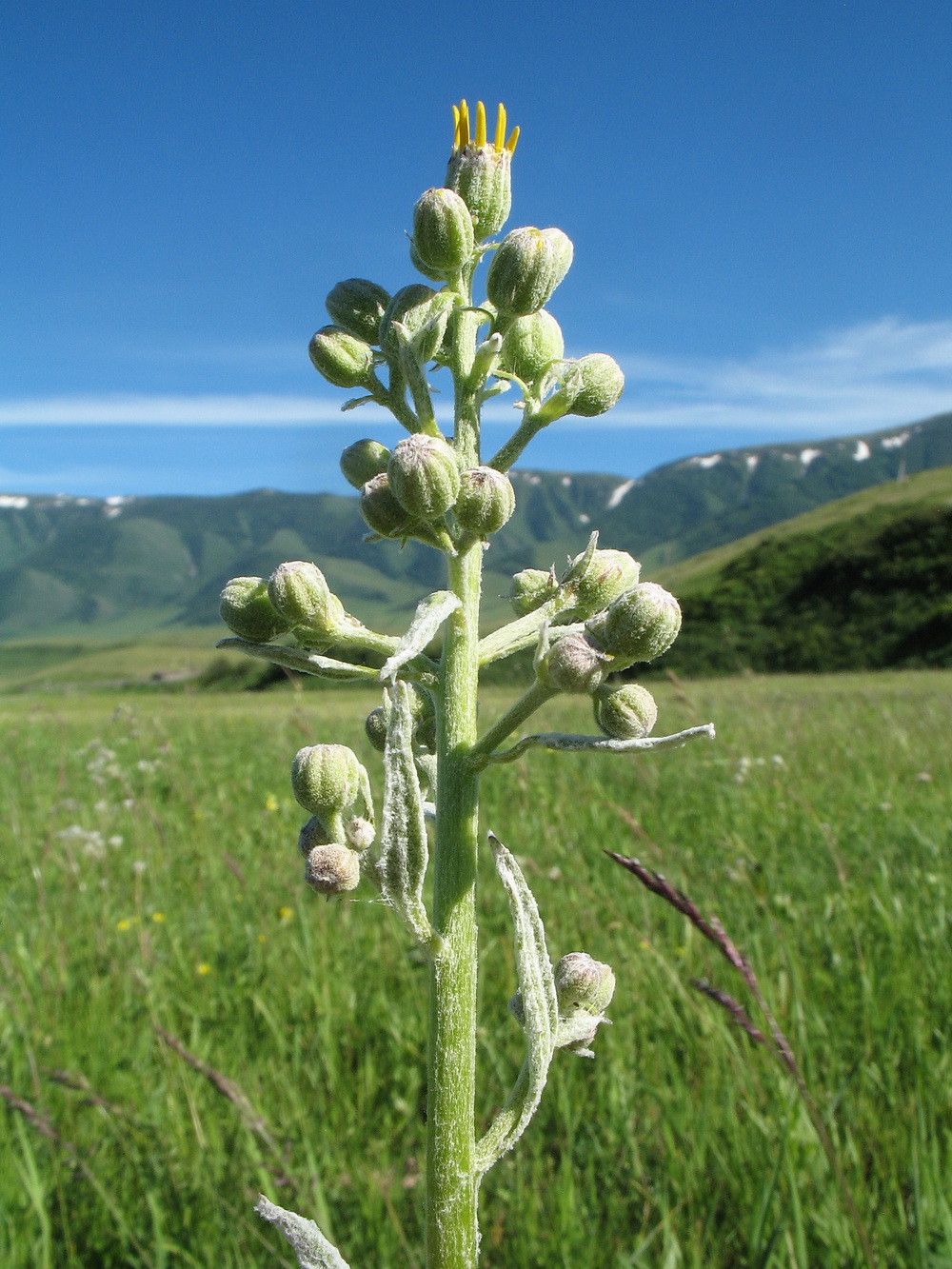 Image of Ligularia thyrsoidea specimen.