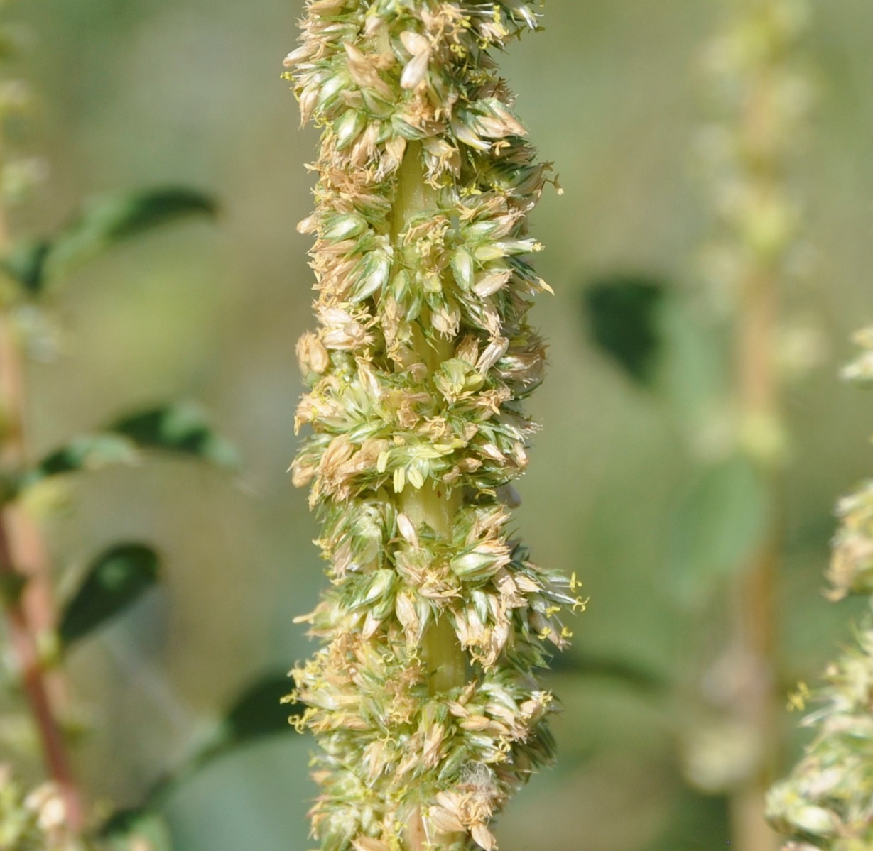 Изображение особи Amaranthus palmeri.