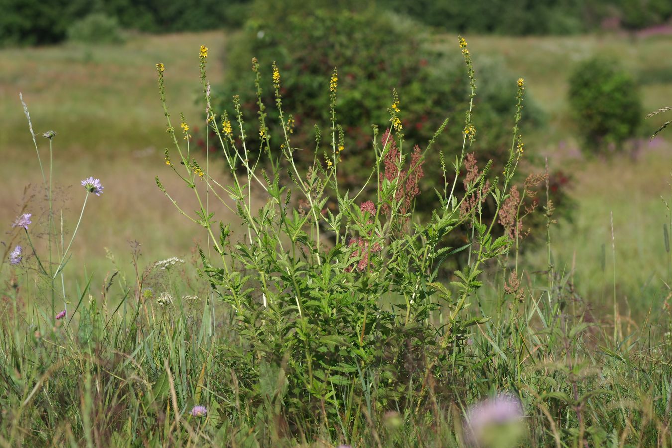 Изображение особи Agrimonia pilosa.