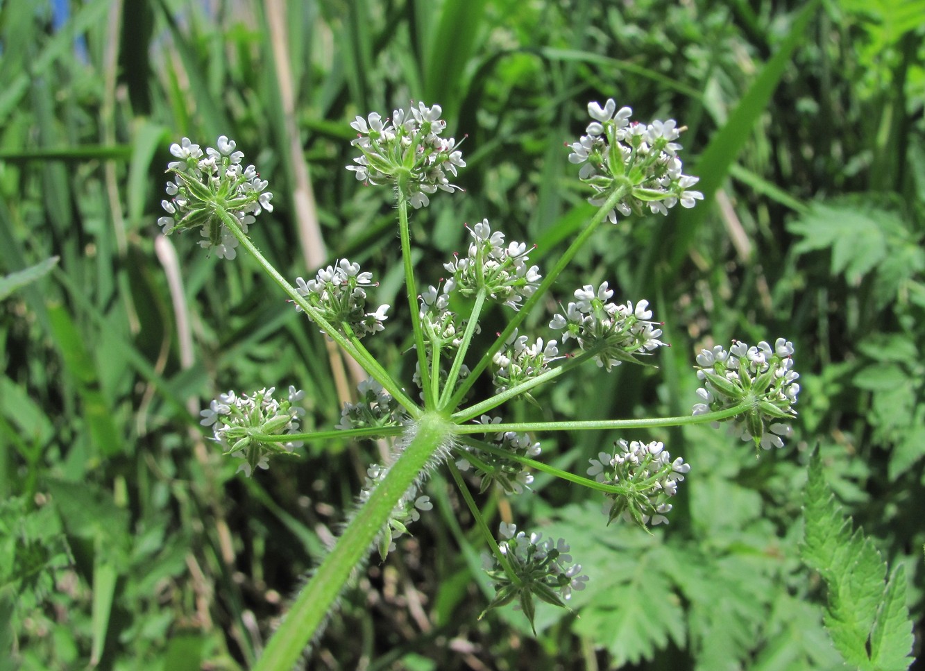 Image of Chaerophyllum aureum specimen.