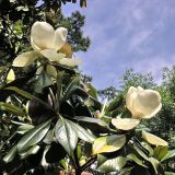 Magnolia grandiflora. Ветвь с распускающимися цветками. Адлер, начало июня.
