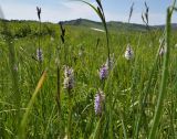 Dactylorhiza fuchsii. Соцветия. Алтайский край, Змеиногорский р-н, верховья руч. Бабий Ключ. 15 июля 2010 г.