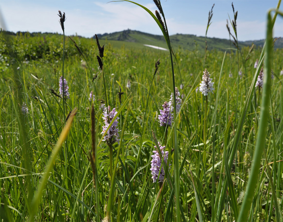 Изображение особи Dactylorhiza fuchsii.