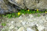 Dolichorrhiza renifolia