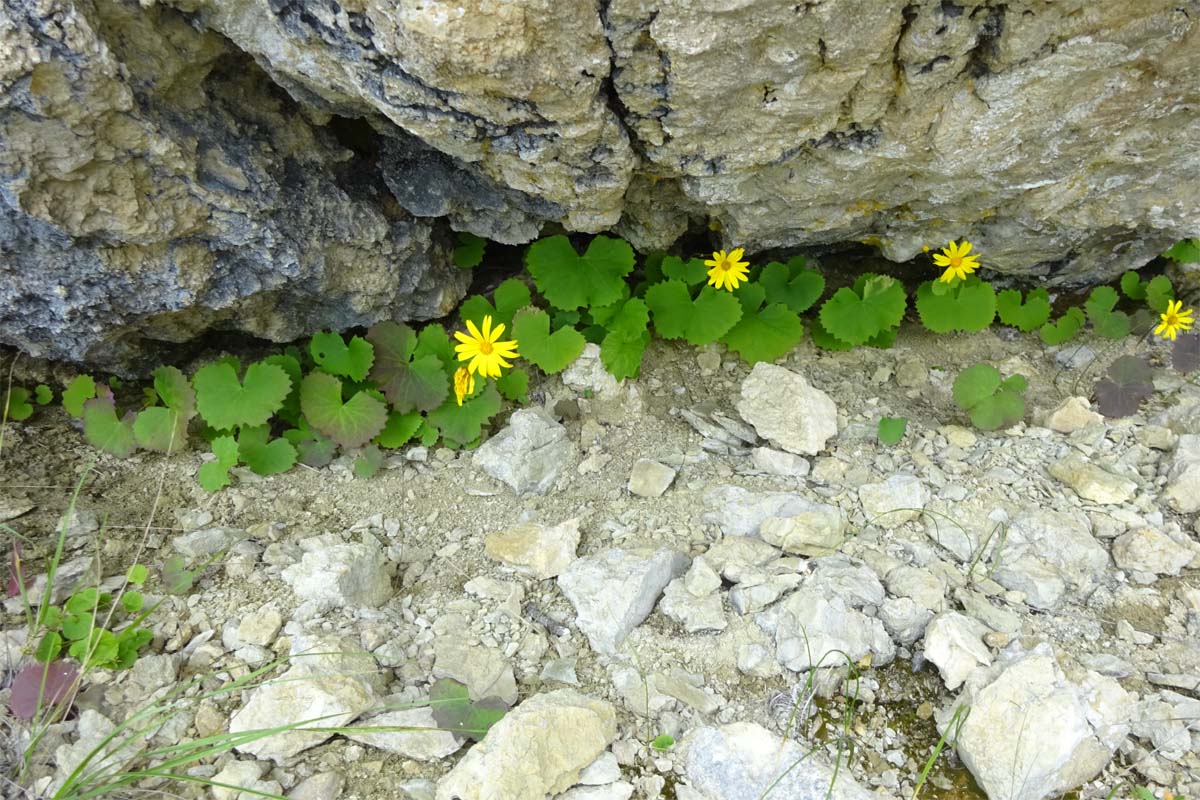 Изображение особи Dolichorrhiza renifolia.