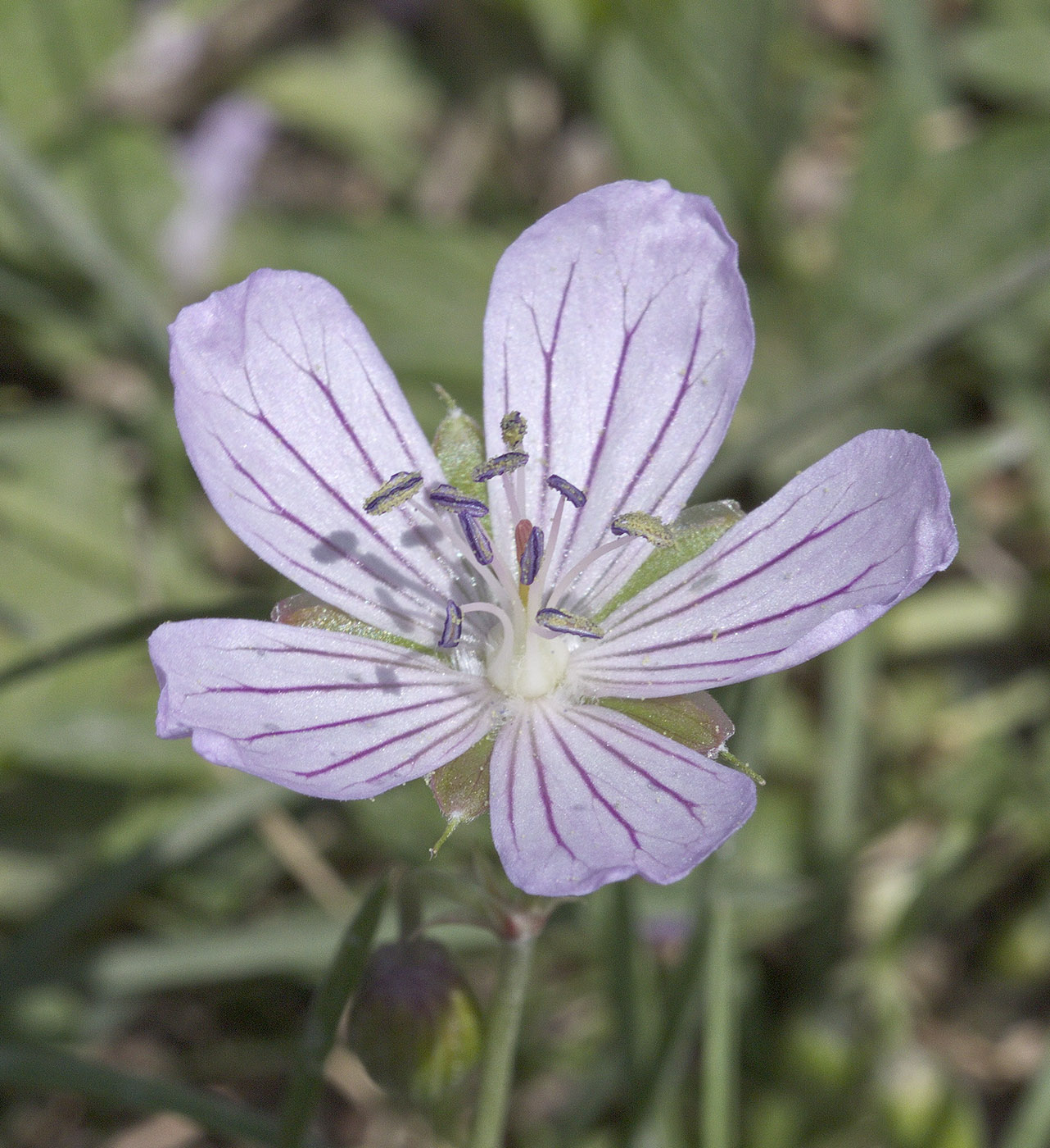 Image of Geranium collinum specimen.