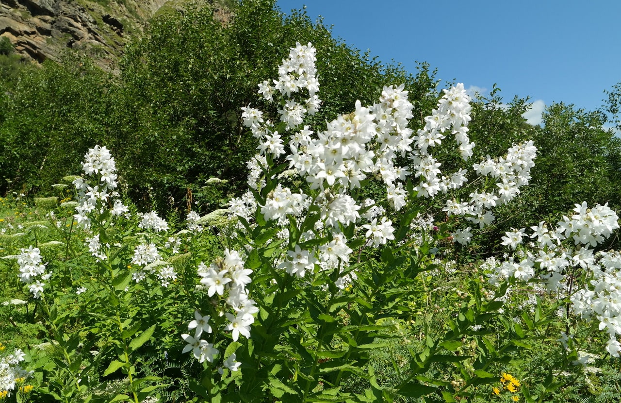 Image of Gadellia lactiflora specimen.