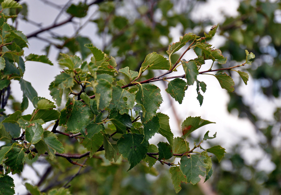 Image of Betula pubescens specimen.