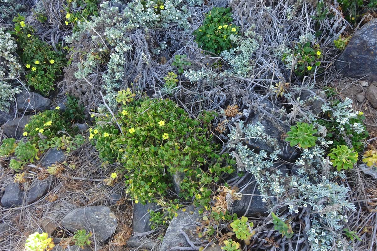 Image of Oxalis magellanica specimen.