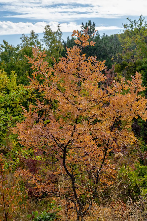 Изображение особи Fraxinus excelsior.