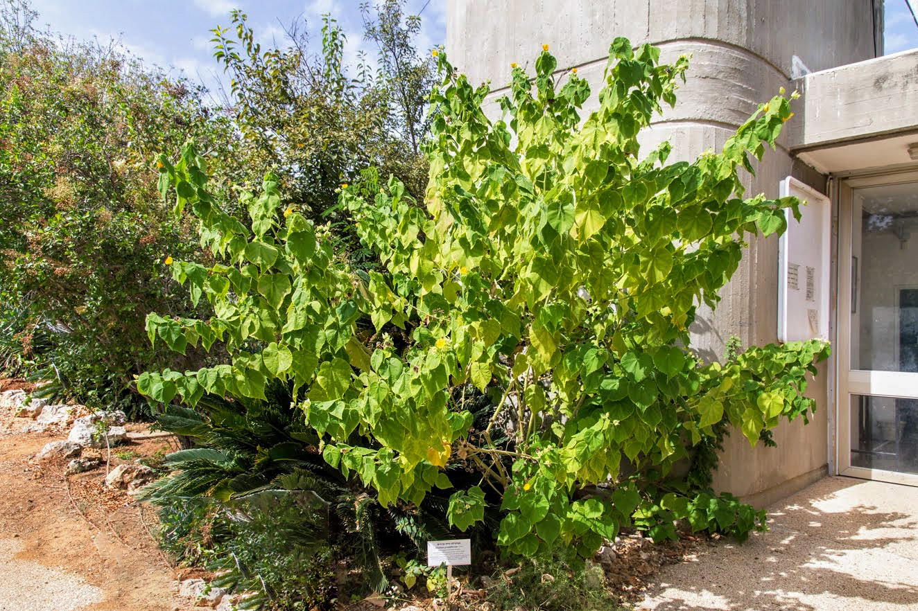 Image of Abutilon grandifolium specimen.