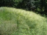 Stipa capillata