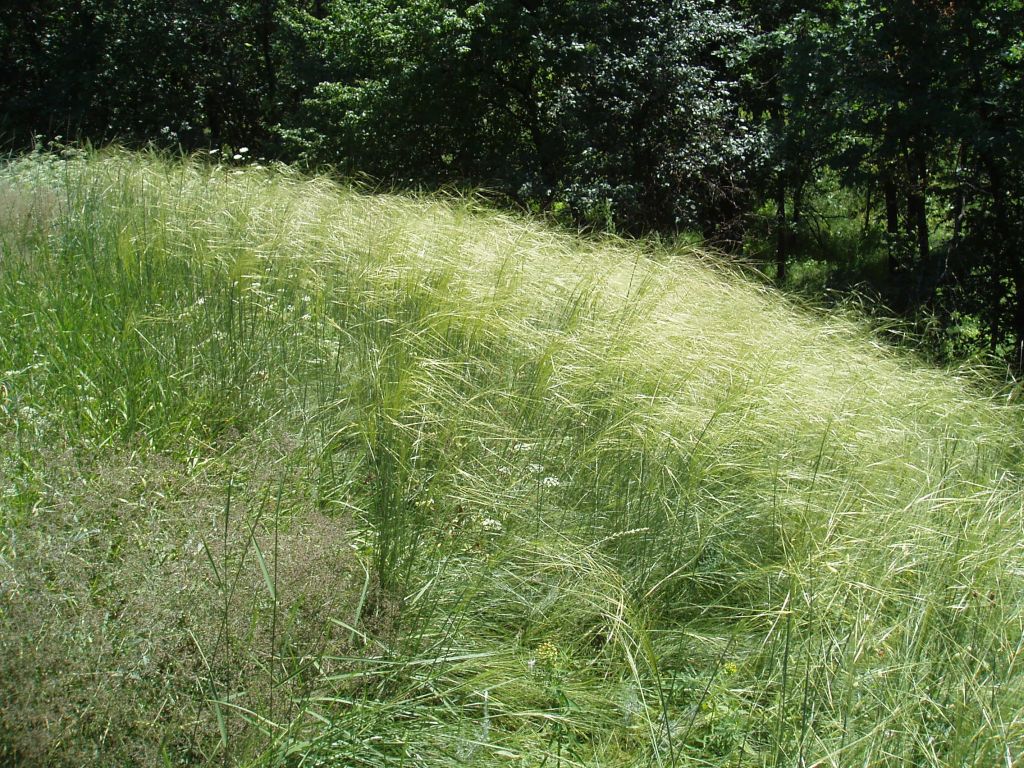 Изображение особи Stipa capillata.