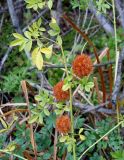 Glycyrrhiza echinata. Верхушка побега с соплодиями. Астраханская обл., окр. Пойменного, полоса между дорогой и лугом. 24.09.2019.