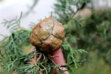 Cupressus sempervirens