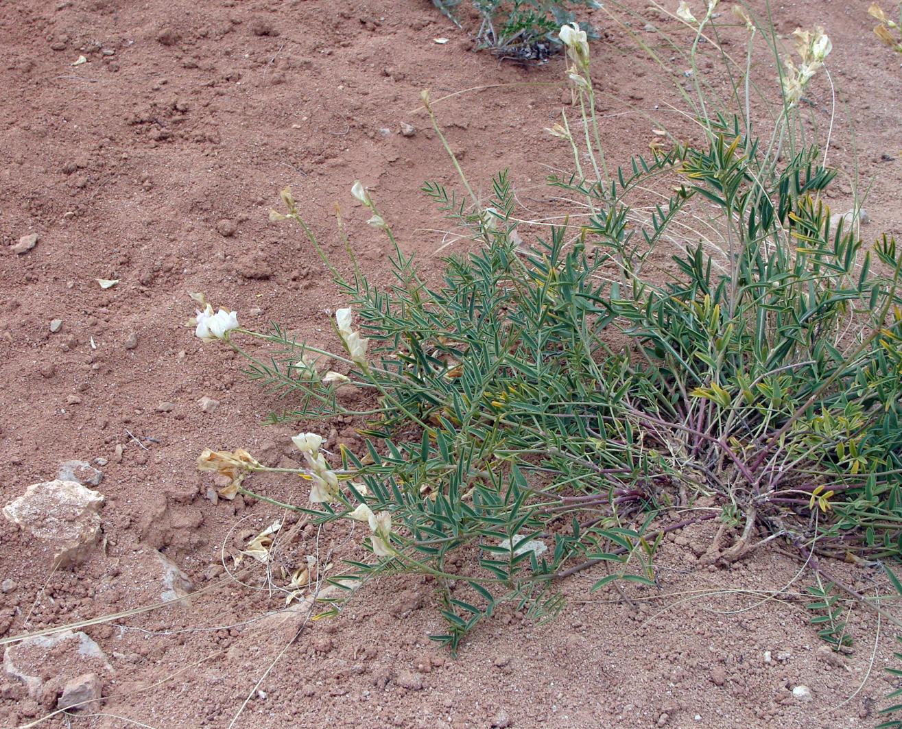 Image of Hedysarum razoumowianum specimen.