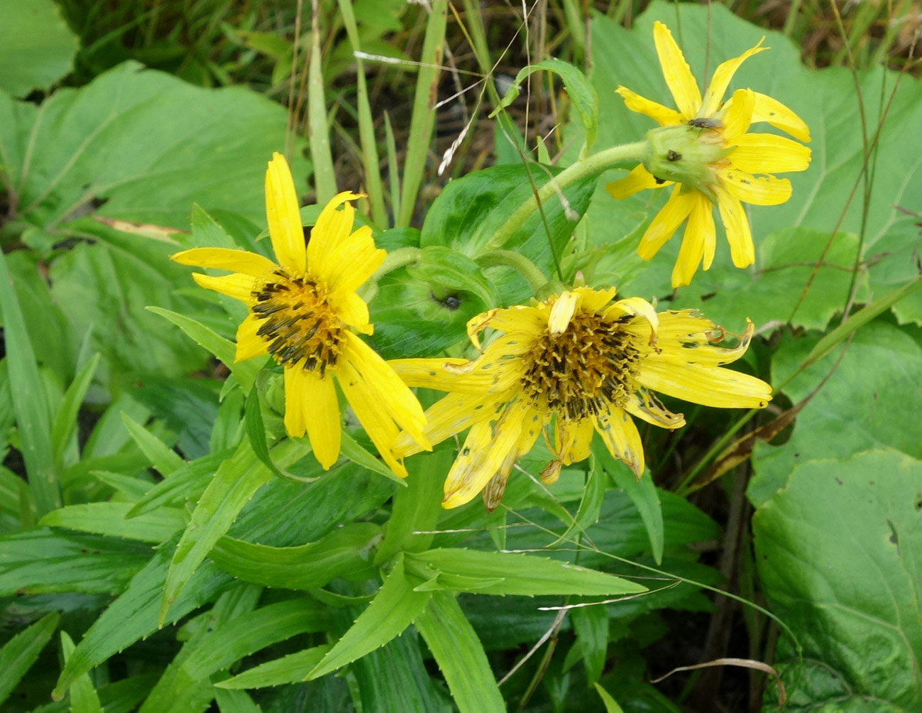 Изображение особи Arnica sachalinensis.