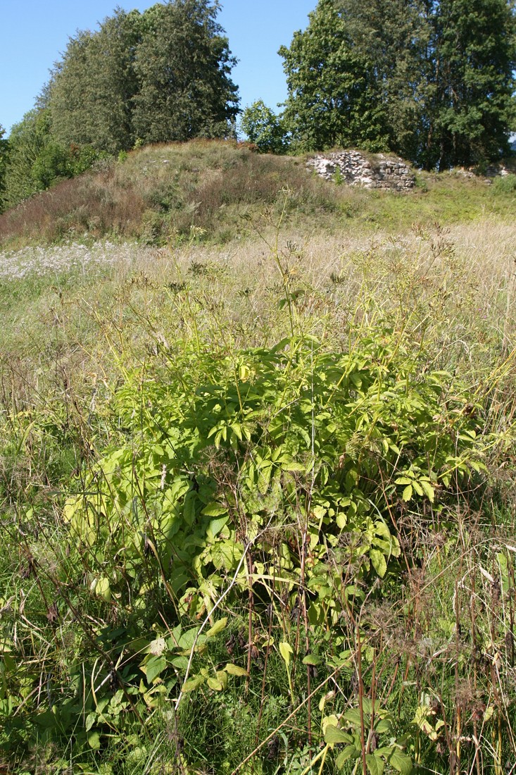 Image of Chaerophyllum aromaticum specimen.