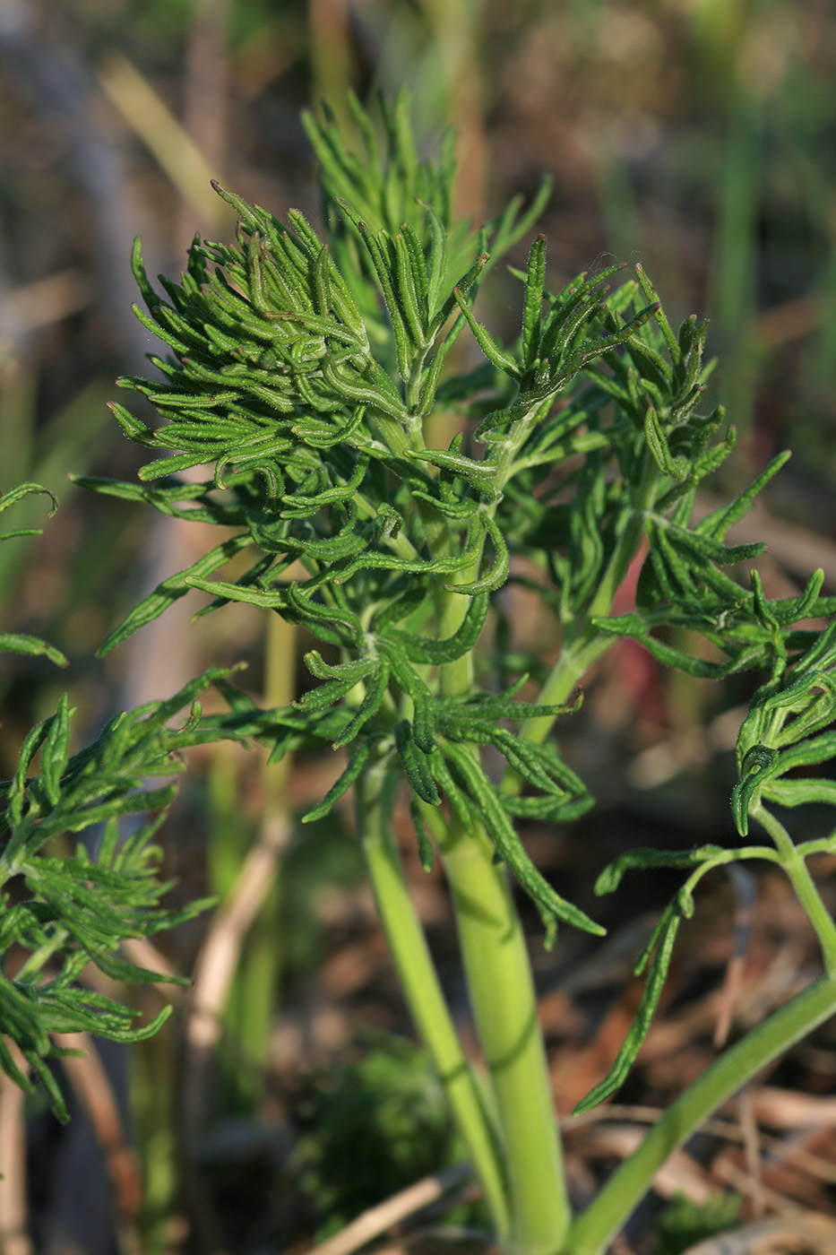 Image of Thalictrum lucidum specimen.