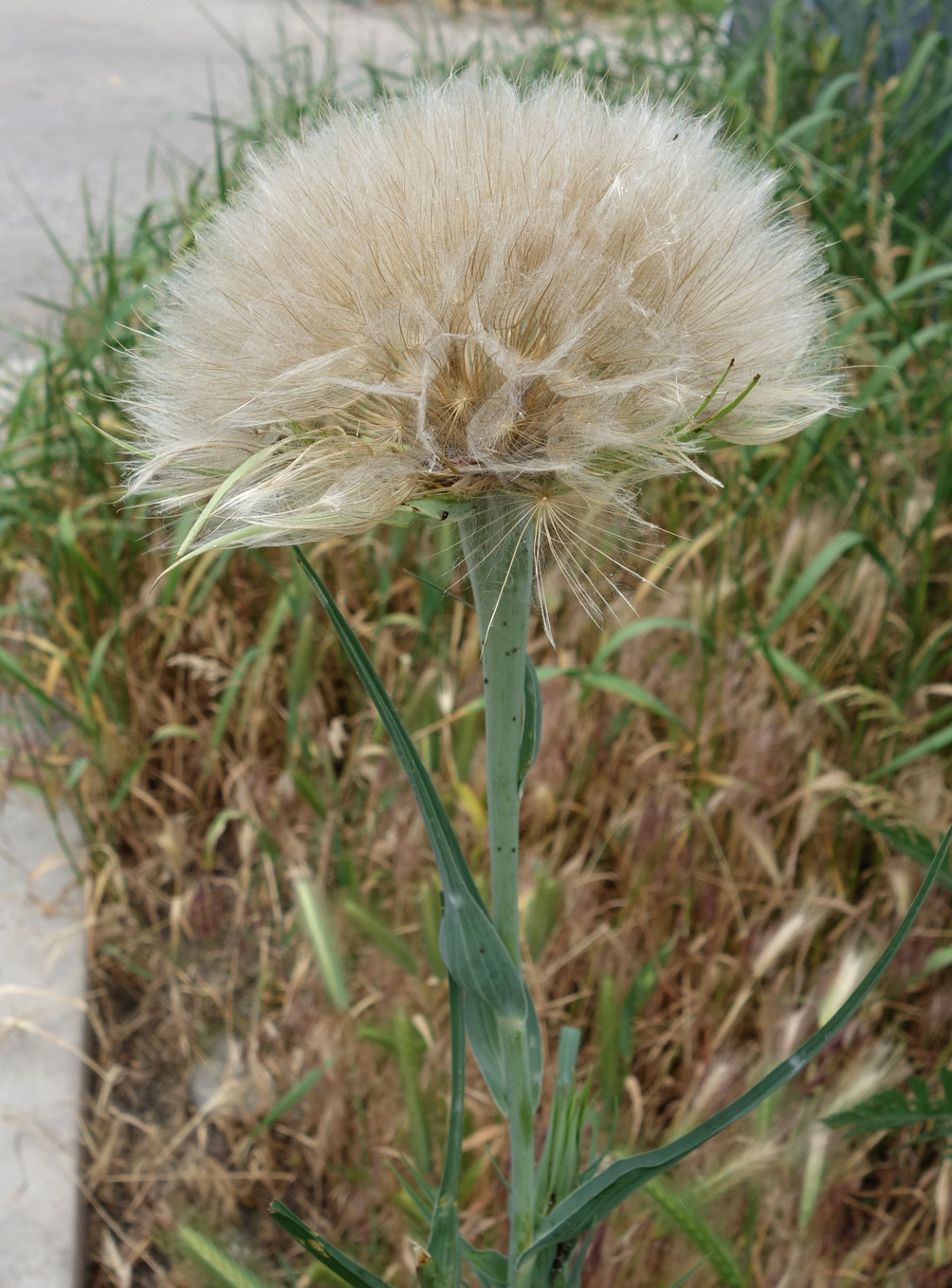 Изображение особи Tragopogon capitatus.