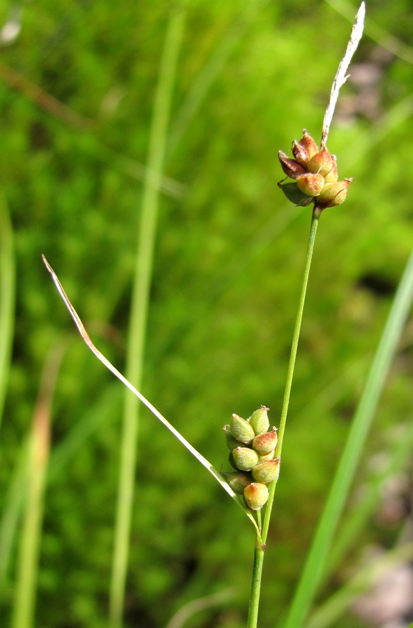 Изображение особи Carex globularis.