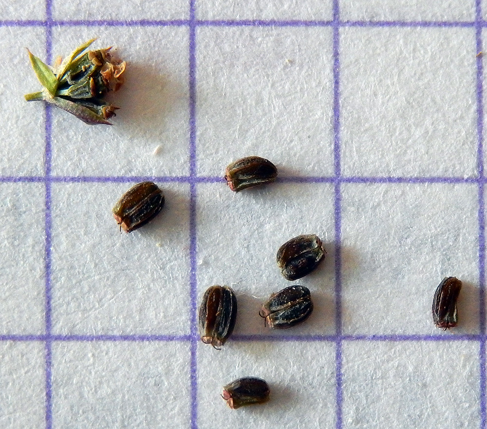 Image of Bupleurum brachiatum specimen.