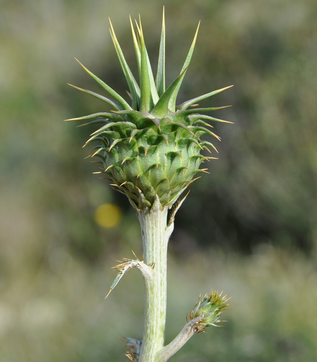 Изображение особи Cynara cornigera.