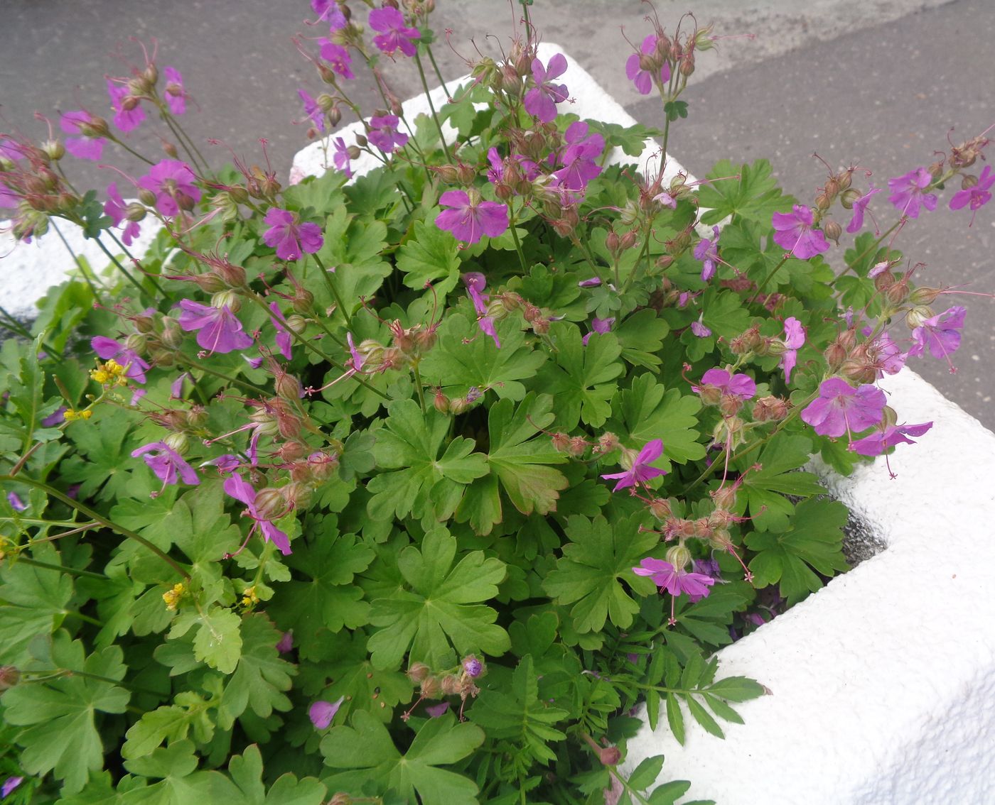 Изображение особи Geranium &times; cantabrigiense.