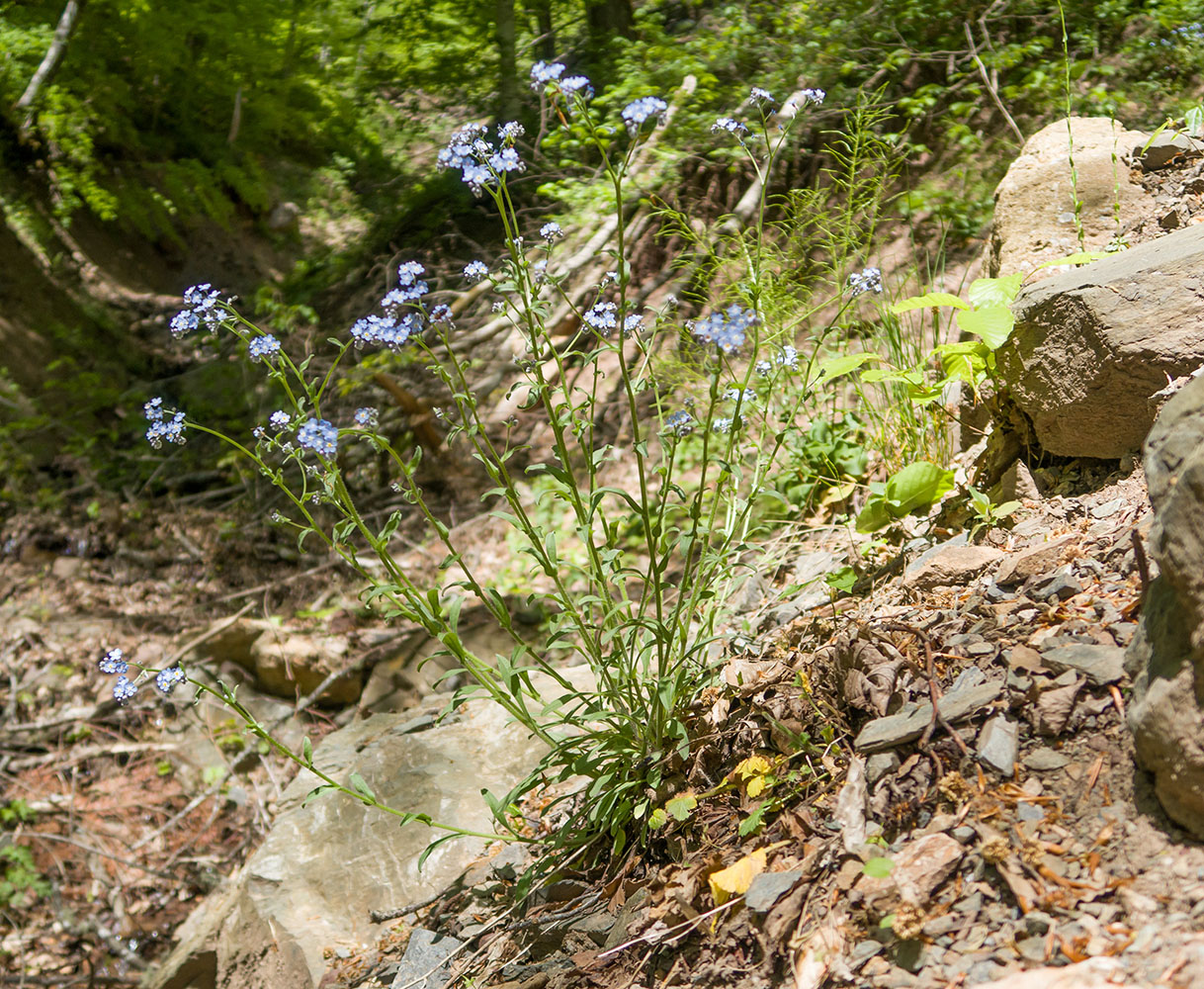 Image of genus Myosotis specimen.