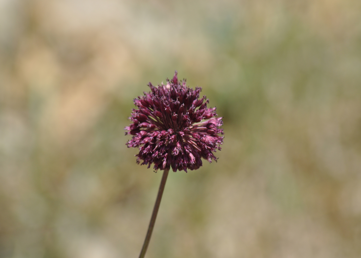 Image of Allium atroviolaceum specimen.