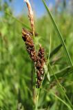 genus Carex