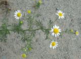 Anthemis cotula