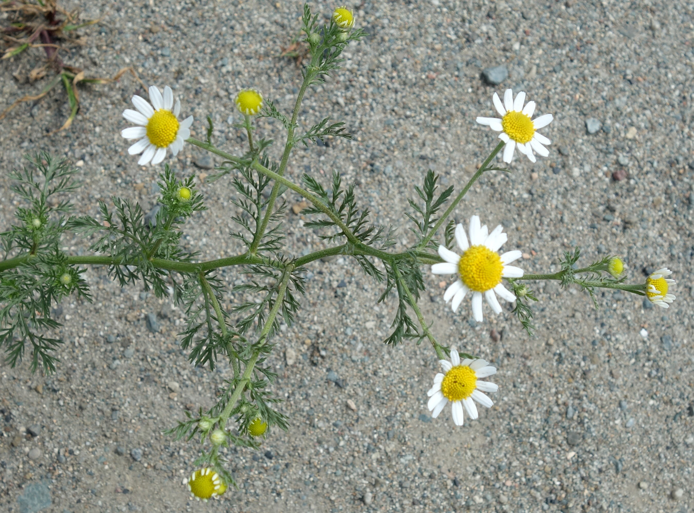 Изображение особи Anthemis cotula.