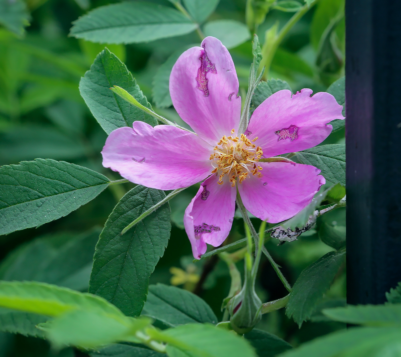 Image of genus Rosa specimen.