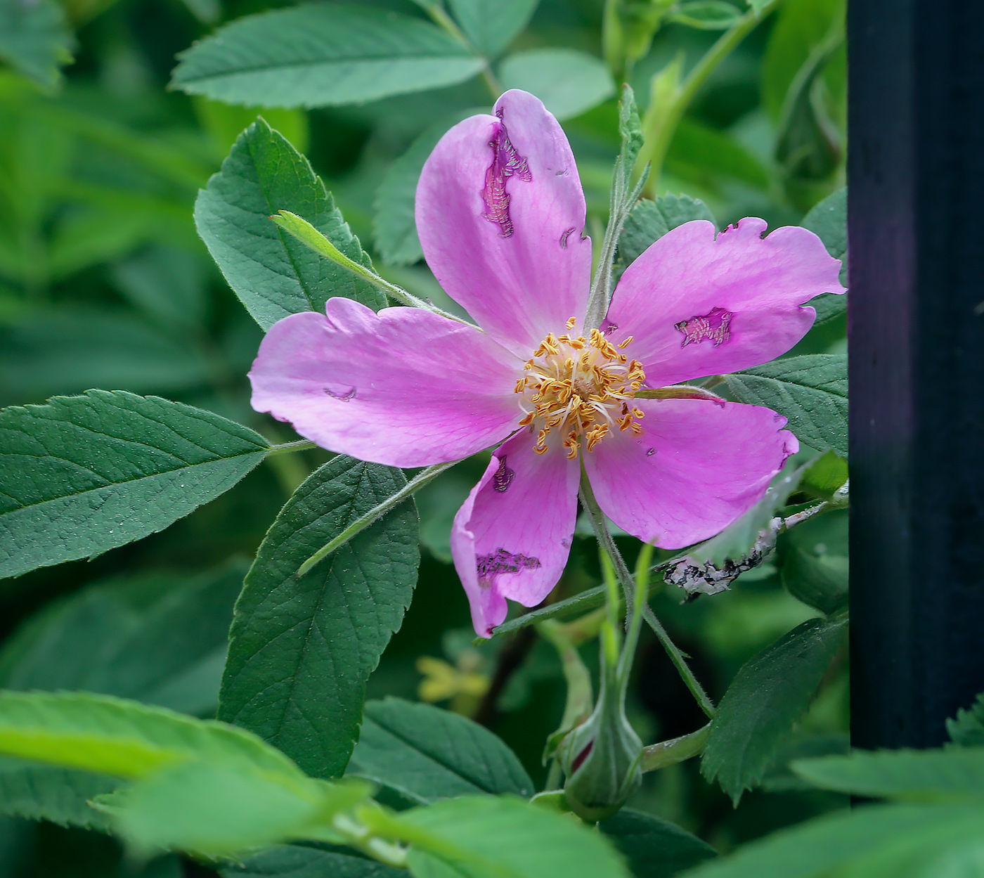 Изображение особи род Rosa.