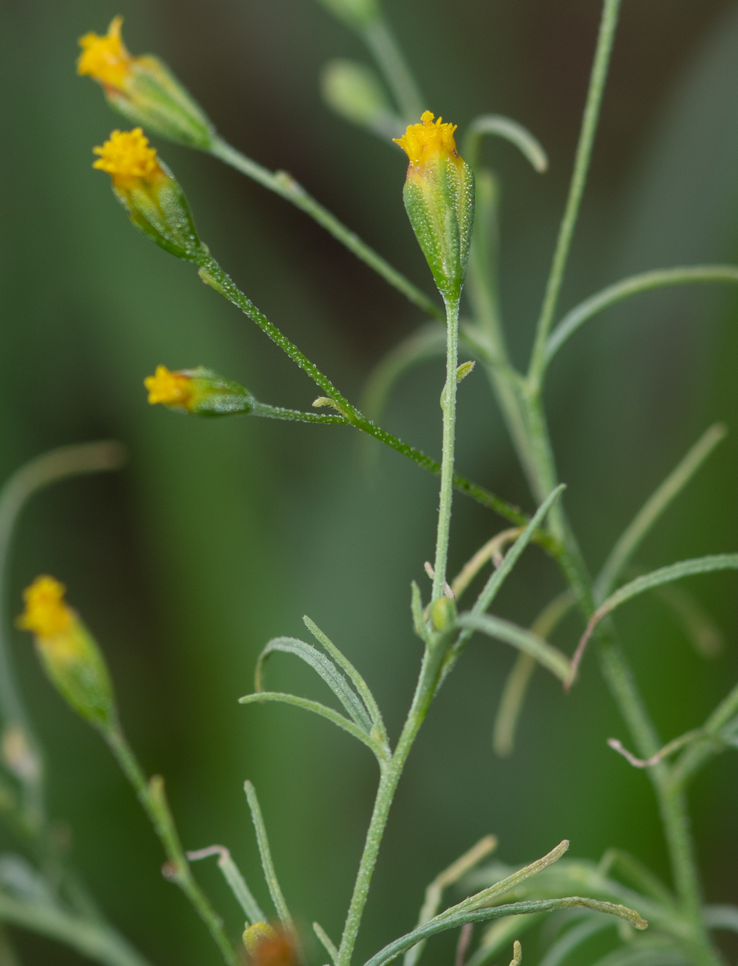 Изображение особи Schkuhria pinnata.