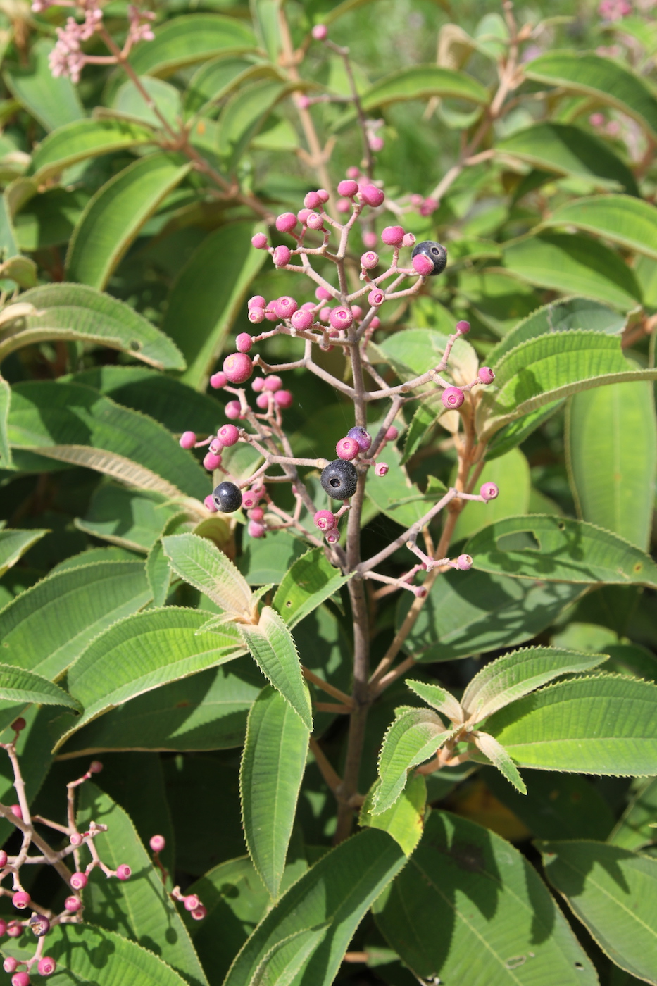 Image of Miconia xalapensis specimen.