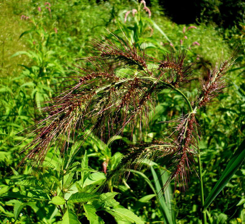 Image of Echinochloa crus-galli specimen.