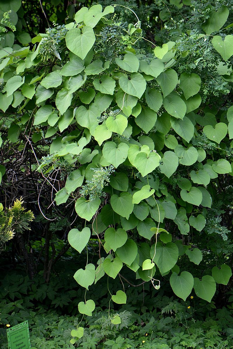 Изображение особи Aristolochia manshuriensis.