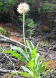 Scorzonera glabra