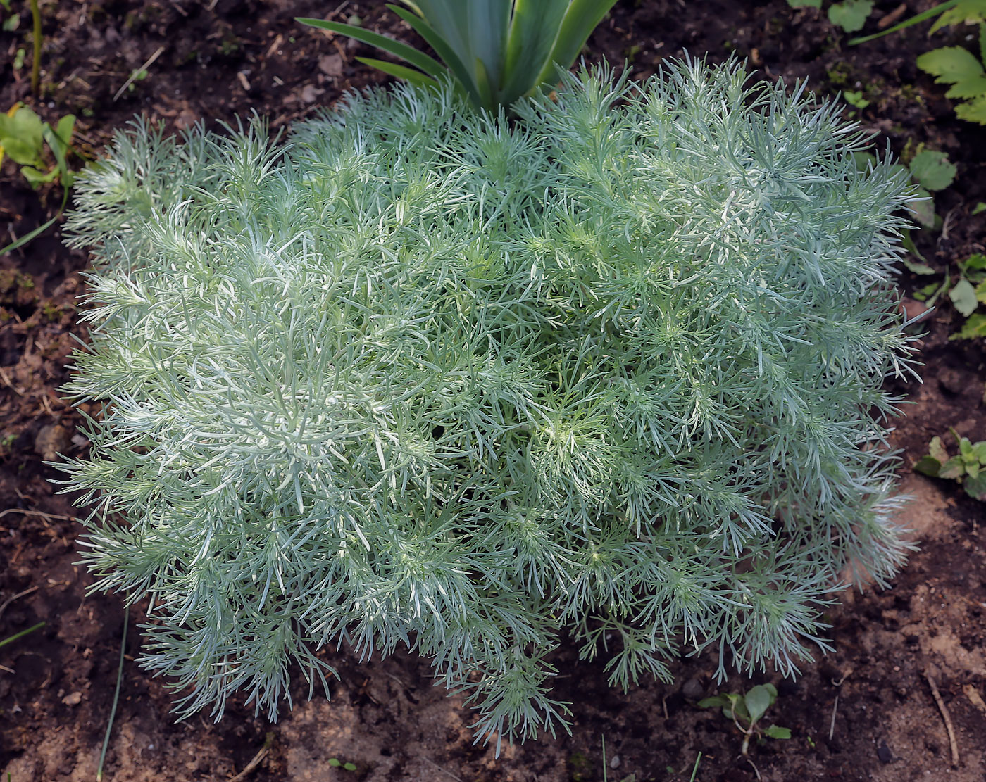 Image of genus Artemisia specimen.