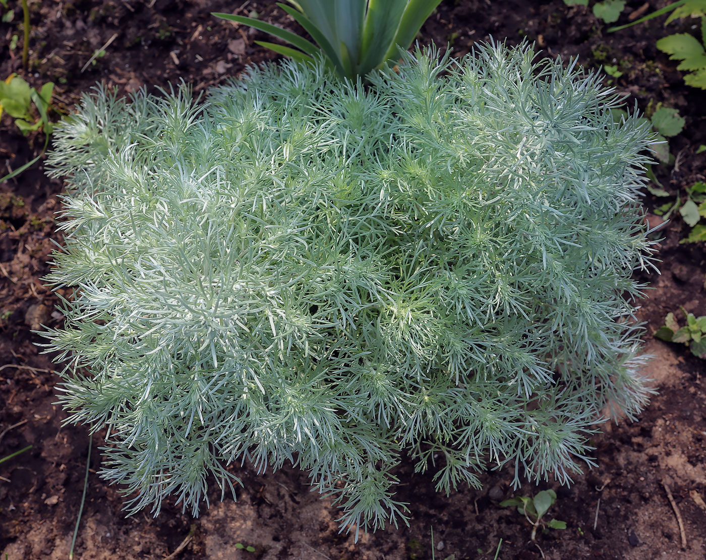 Изображение особи род Artemisia.