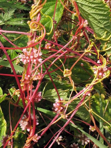 Изображение особи Cuscuta europaea.