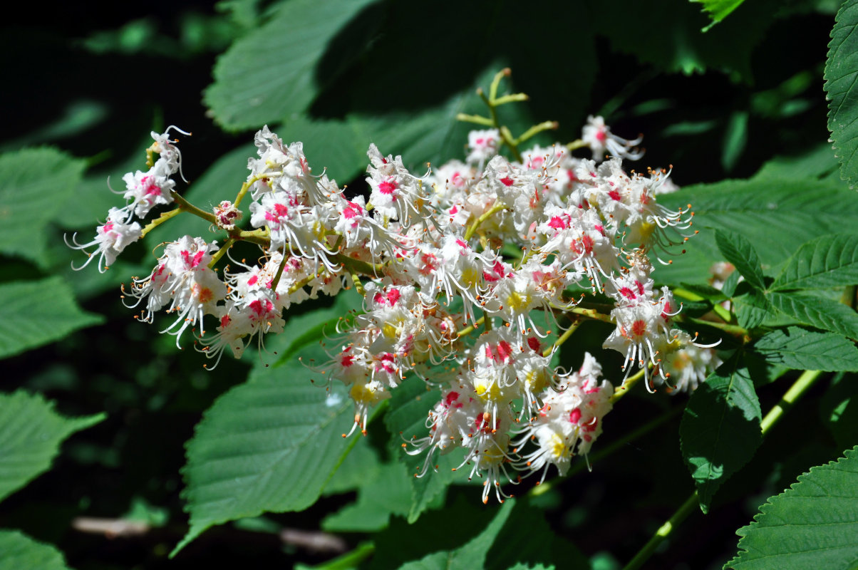 Image of Aesculus hippocastanum specimen.