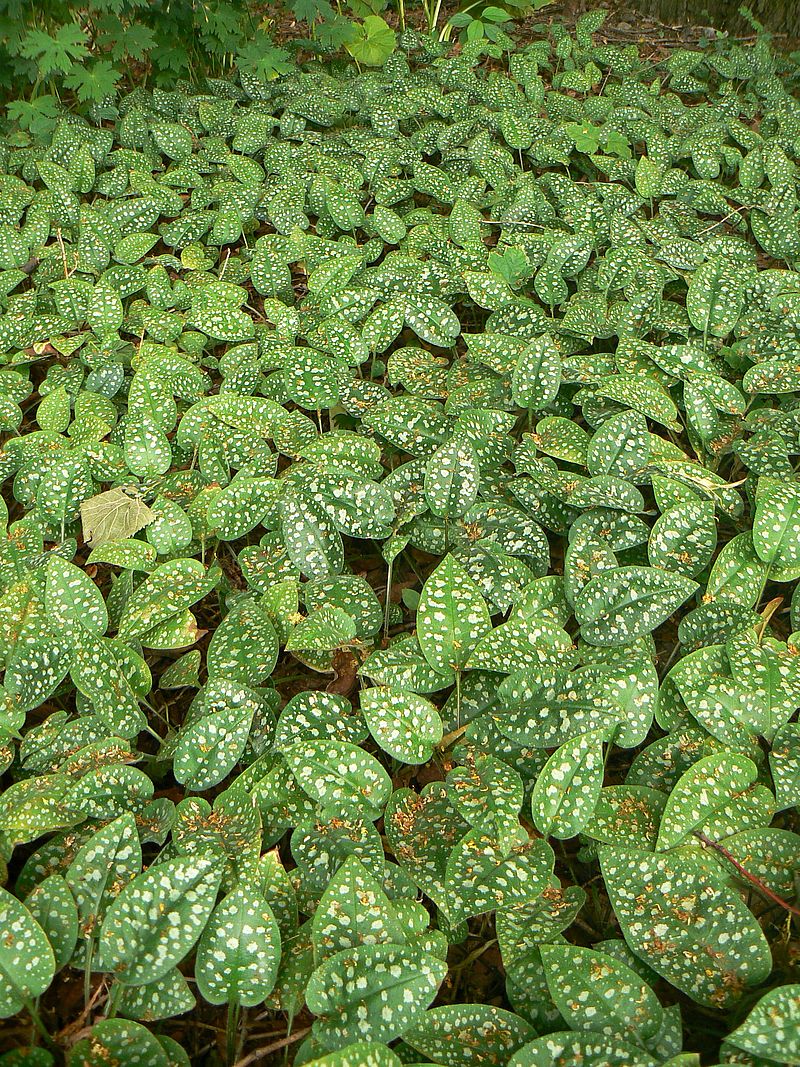Image of Pulmonaria officinalis specimen.