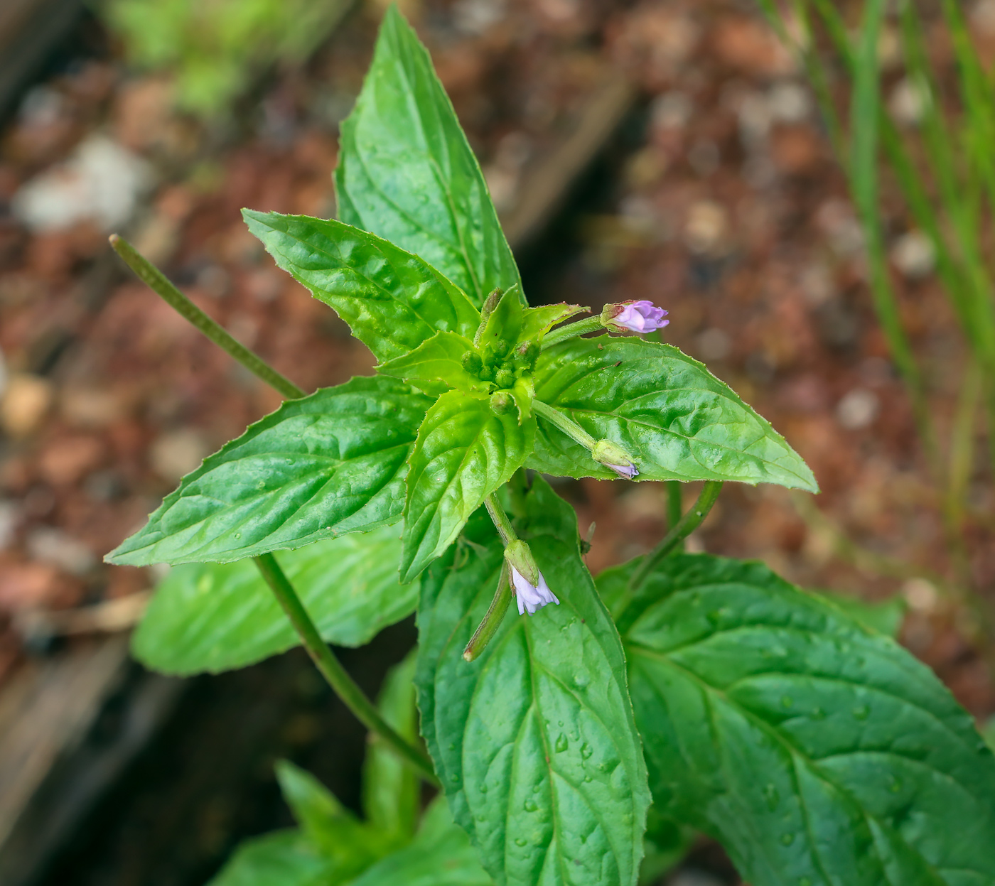 Изображение особи Epilobium smyrneum.